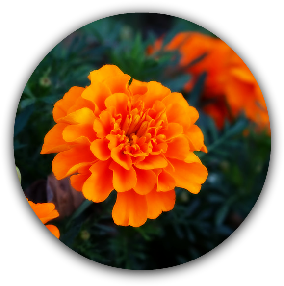 Marigold-1 - Hinh Nen Hoa Thuoc Duoc (866x598), Png Download