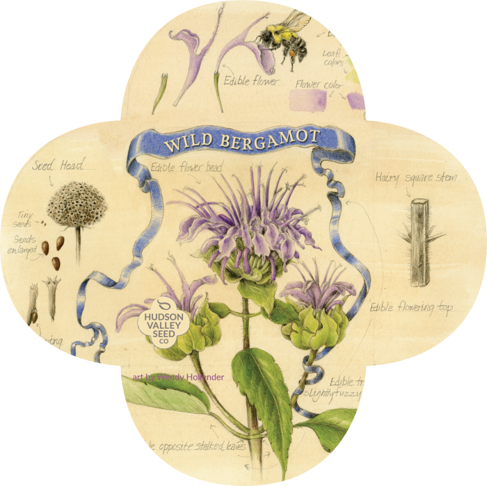 Datura (700x699), Png Download