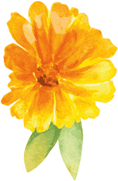 Calendula - English Marigold (384x384), Png Download