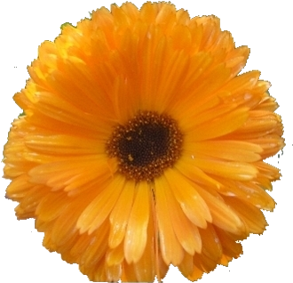 Flowers - Clip Art (360x360), Png Download