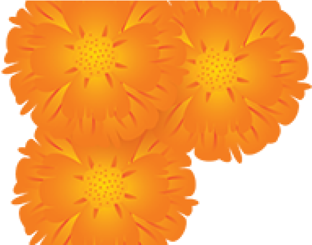 English Marigold (640x480), Png Download