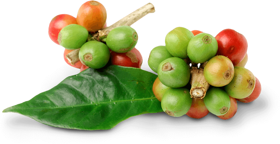Coffee - Coffee Bean Leaf Png (1000x551), Png Download