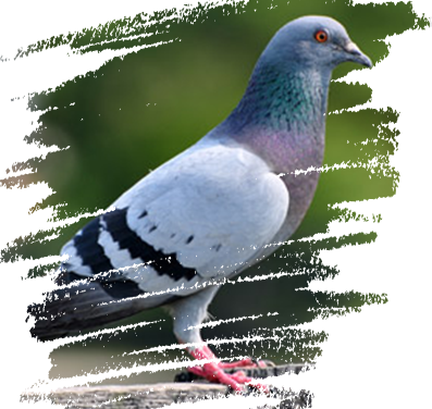 We Have Also Recently Developed New Health Aid Supplements, - Pigeons And Doves (397x376), Png Download