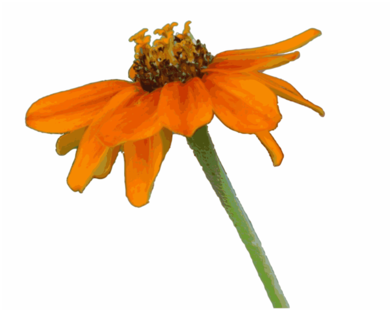 Zinnia Rambo Drawing Petal - Rambo (440x340), Png Download