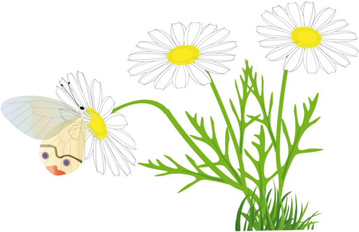 Download Marguerite Daisy Drawing Line Art - Marguerite Clipart (530x340), Png Download