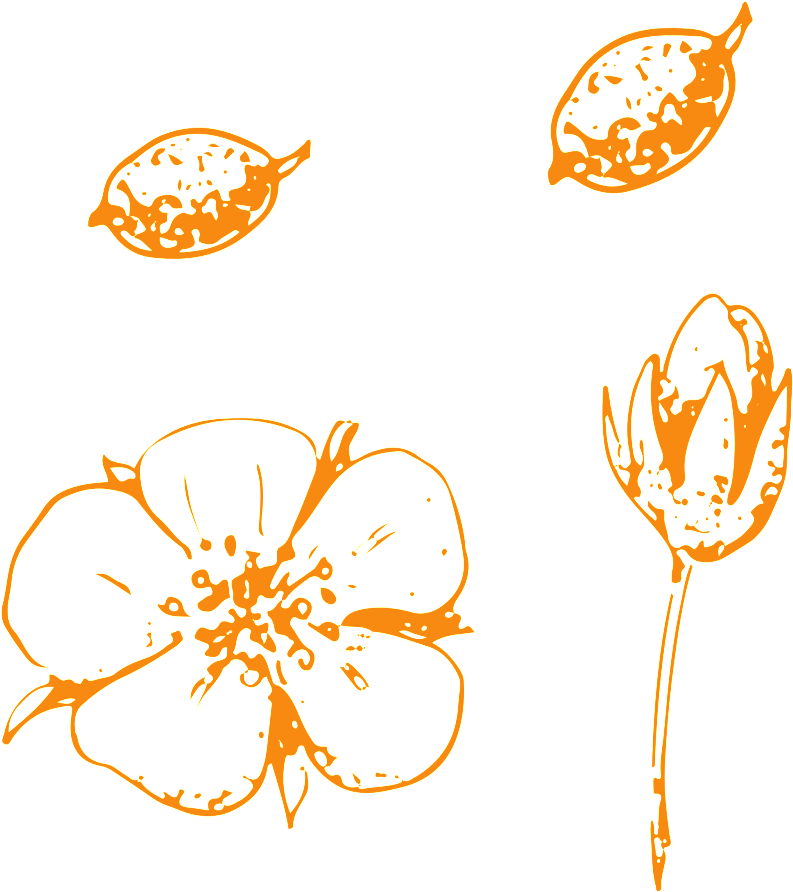 Simple Hand Drawn Vegetable Transparent Vegetables - Illustration (1024x1024), Png Download