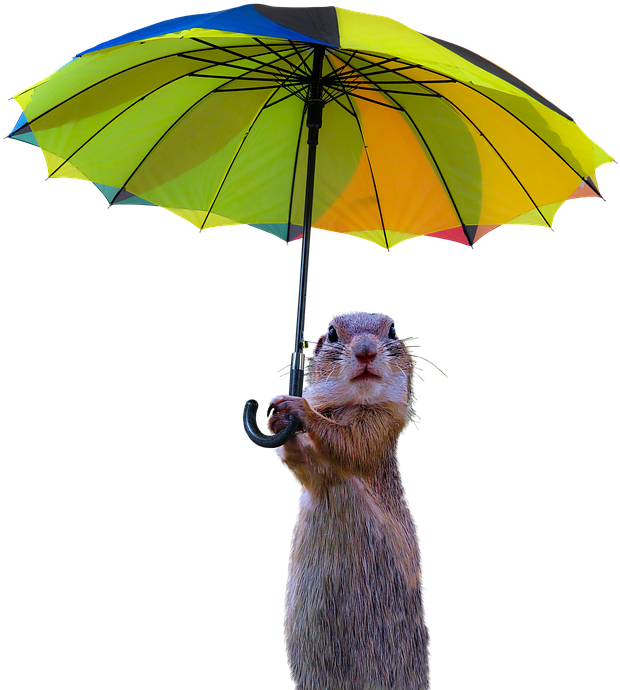 Animals, Meerkat, Isolated, Umbrella, Rain Protection - Animals With A Umbrella (720x720), Png Download
