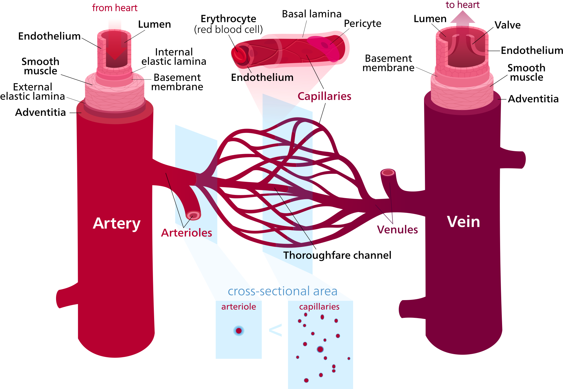 Blood Vessels (1200x827), Png Download