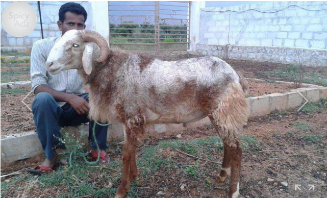 200 Sheeps Of Telangana Is For Sell Hyderabad - Bakrid Sheeps (640x480), Png Download