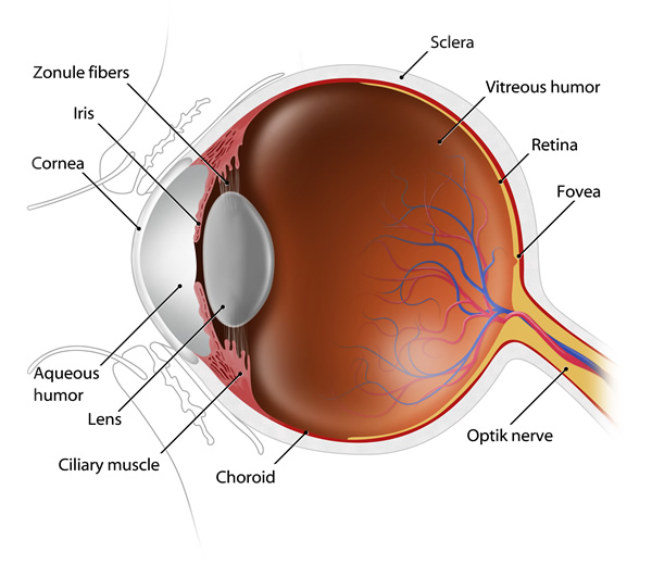 Eye Disection - Eye Anatomy In Spanish (600x520), Png Download