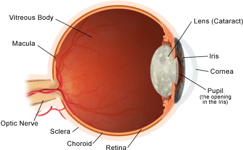 Cataracts - Light Rays Pathway In The Eyeball Structure (530x322), Png Download