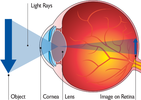Normaleye - Does The Eye See (548x360), Png Download