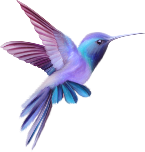 Nld Bird - Color Hummingbird (479x500), Png Download