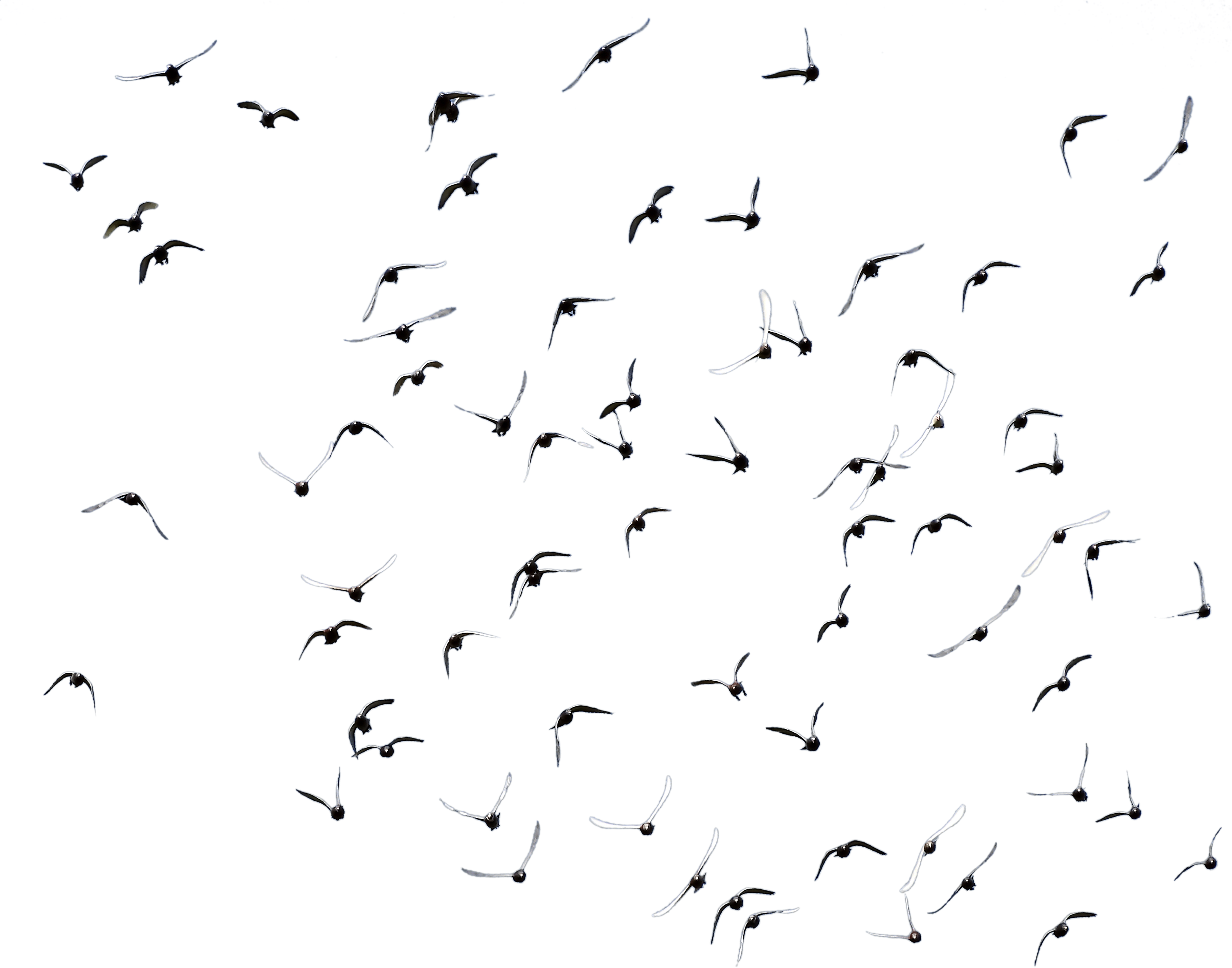 Flying Birds Vector Png - Siyah Beyaz Kuş Png (4000x4000), Png Download