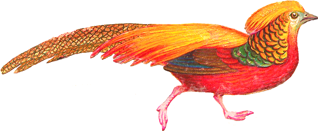 Spectacularly Colorful Bird This Is A Lovely Little - Clipart Beautiful Bird (1281x718), Png Download