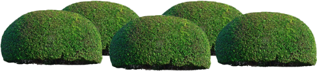 Plant Groups Odd Groups - Hedge (640x240), Png Download