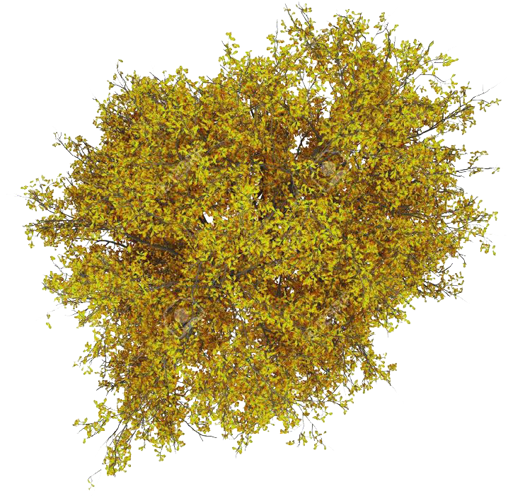 Pin By On La Materials Pinterest Photoshop - Yellow Tree Plan Png (736x736), Png Download