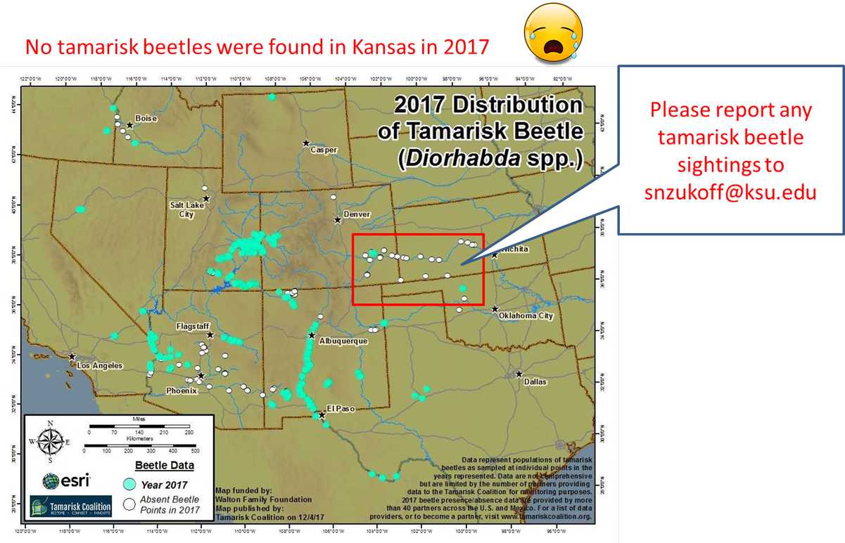 These Beetles Are The Best Biocontrol We Have For Fighting - Map (1200x789), Png Download