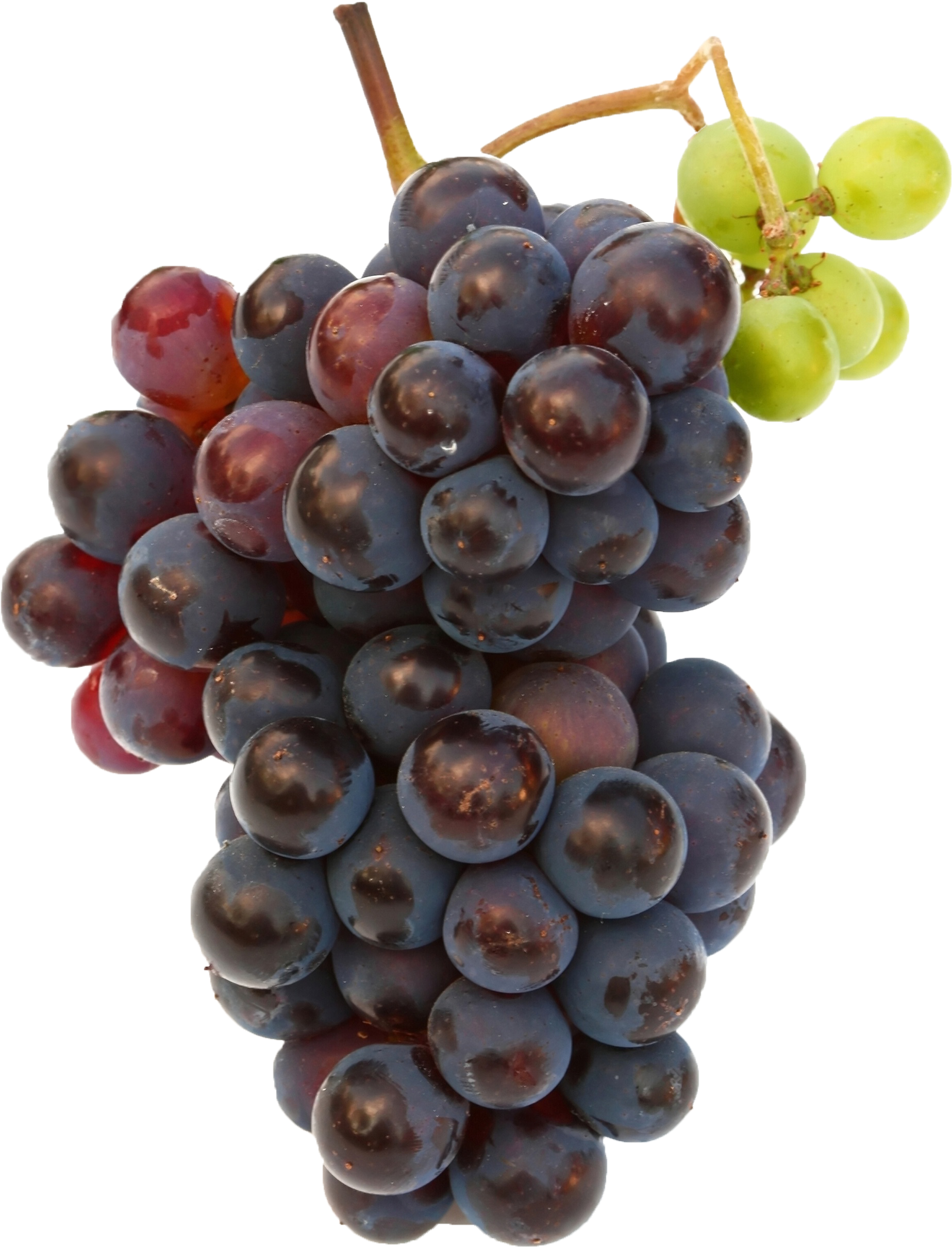 Black Grapes Png Free Commercial Use Image - Fruits Grape (2048x3072), Png Download