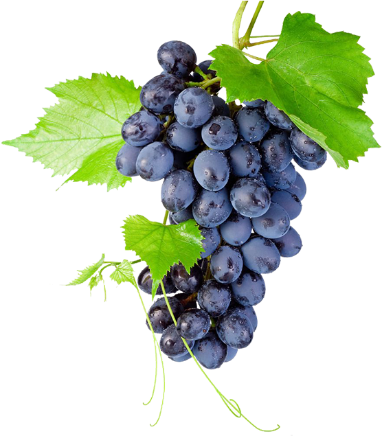 Black Grapes Png High-quality Image - Grapes On Transparent Background (600x646), Png Download