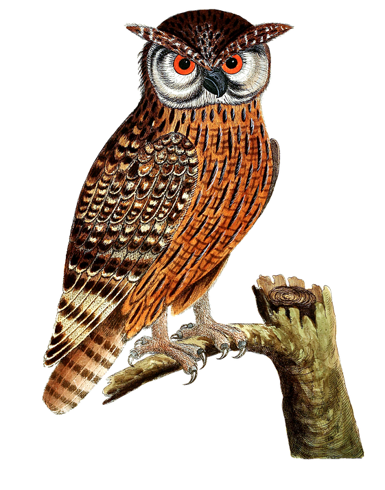 Birds Png Images - Uhu Clipart (560x720), Png Download