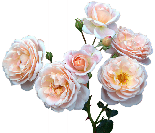 Roses Free,mother's Day,women's Day, - Mother's Day Flowers Png (500x428), Png Download