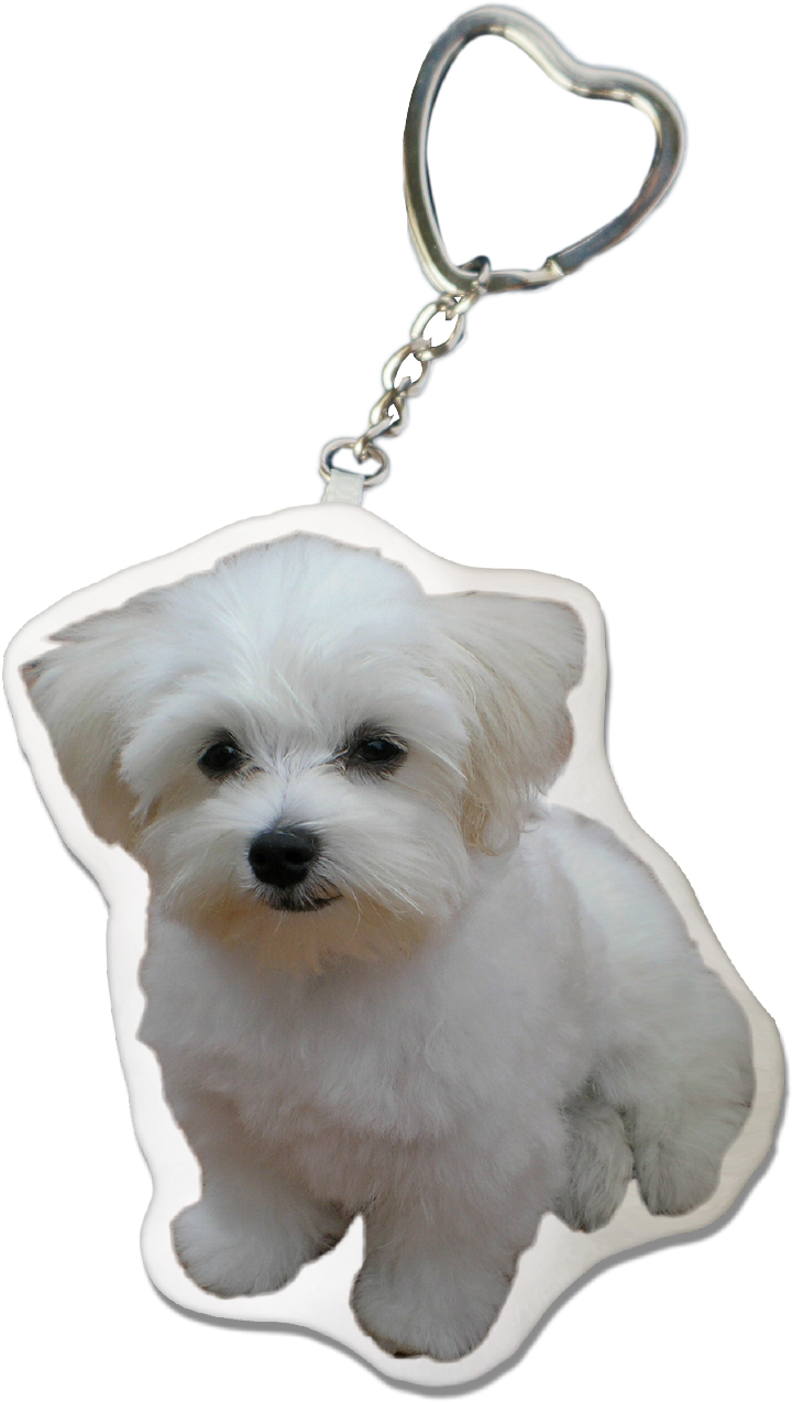 Maltese Dog Keychain - Dog (1240x1754), Png Download