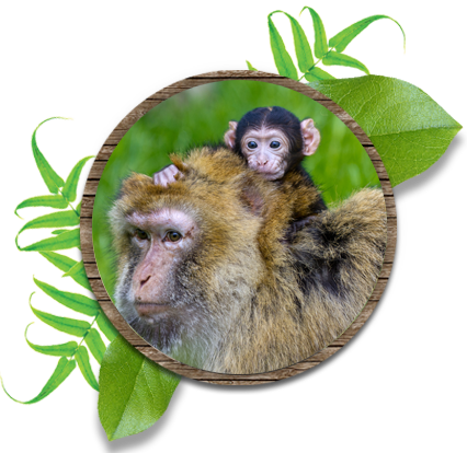 Discover A Troop Of Cheeky Monkeys, Spot Them Foraging - Capybara Caves (426x414), Png Download