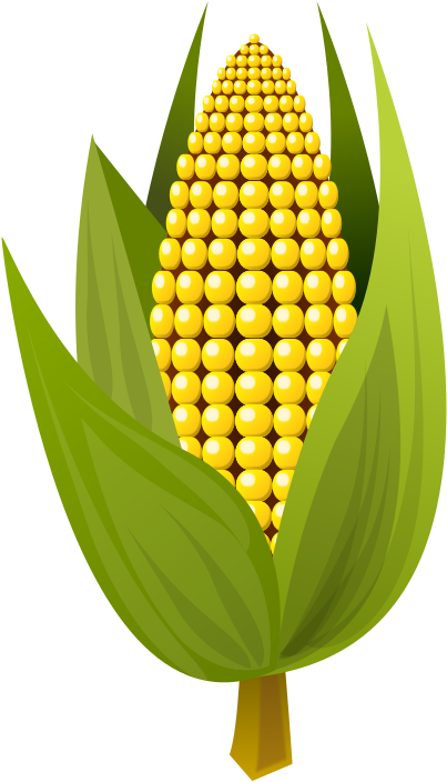 Medium Image - Clip Art Ear Of Corn (566x800), Png Download