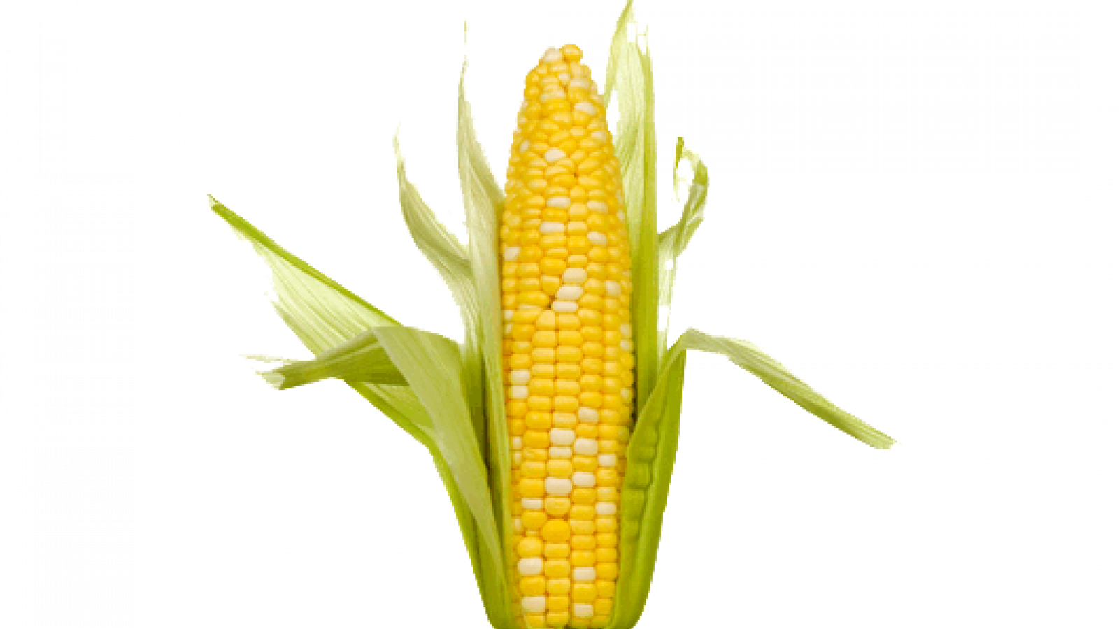 Single Corn On The Cob (1600x900), Png Download