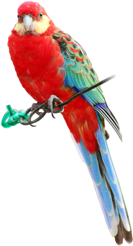 Indian Parrot Png - Rosella Png (329x540), Png Download