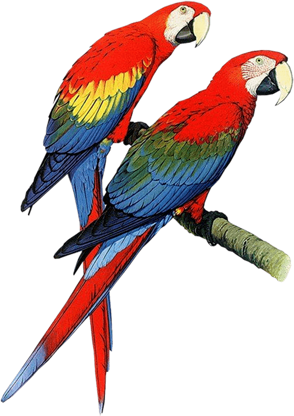 Parrot Clipart, Parrot Animals Clip Art Black And - Hardcover: Parrots Of The World By Forshaw Joseph M (713x1000), Png Download