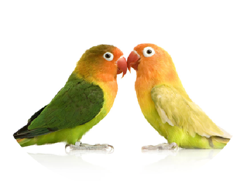 Ecletus Parrot - Wild Connection: What Animal Courtship And Mating Tell (600x407), Png Download
