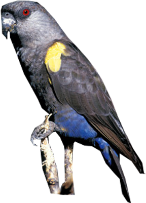 Rüppell's Parrot - Budgie (400x400), Png Download
