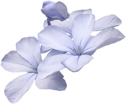 Wild Flowers, Blue, Wild Flower, Flowers, Nature - Iris (960x720), Png Download