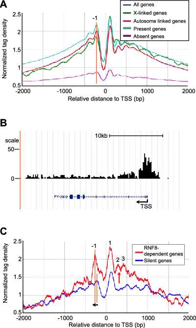 Kcr Accumulates At Tsss Of Rnf8-dependent Escape Genes - Diagram (400x669), Png Download