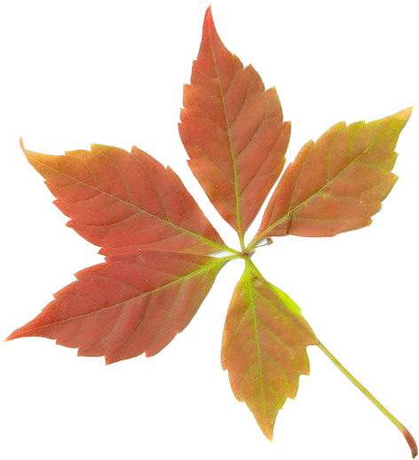 Dry Leaves Png Transparent - Fall Leaf (591x591), Png Download