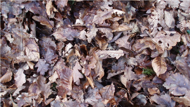 Posted By Jason Klein On Oct 07, 2015 At - Leaf (1280x720), Png Download