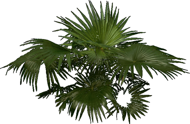 Palm Trees (640x418), Png Download