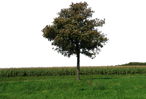 1 Kb, Bank - Tree With Grass Png (600x405), Png Download