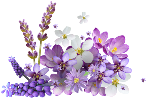 Vc Mylevander El44 - Buon Giovedi Raggio Di Sole (500x339), Png Download