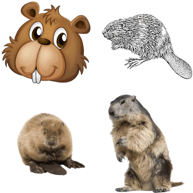 Beavers - Lyman 4320078 Varmint Target Roll 1 Frame / 4 Targets (400x400), Png Download