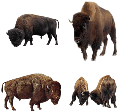 Bison - East Urban Home 'snow Fall' Painting Print D (400x400), Png Download