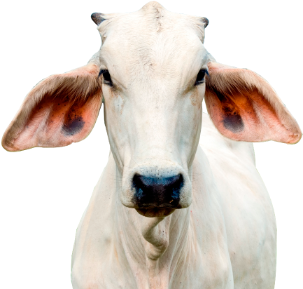 Ven Del 18 Al 21 De Octubre - Cattle (456x427), Png Download