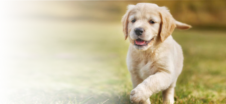 East El Paso Animal Hospital - Dog Training: Ultimate Puppy Training For Happy, Obedient (755x350), Png Download