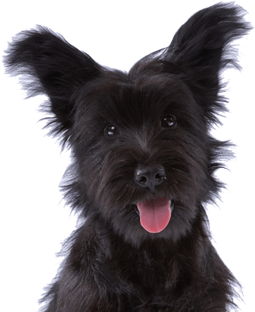 Global Leader In Pet Relocation - Vietsbay's Skye Terrier Puppy Necklace Pendants Pewter (1240x544), Png Download