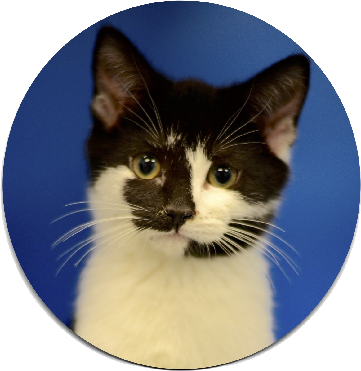 Names Of The Cherokee Shelters (1224x1584), Png Download