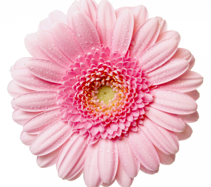 Download Transparent Flower Png - Pink Flower Transparent Background