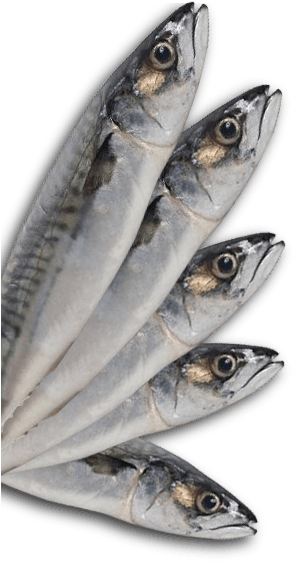 Mackerel (299x568), Png Download
