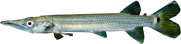 Barracuda Png (1024x656), Png Download